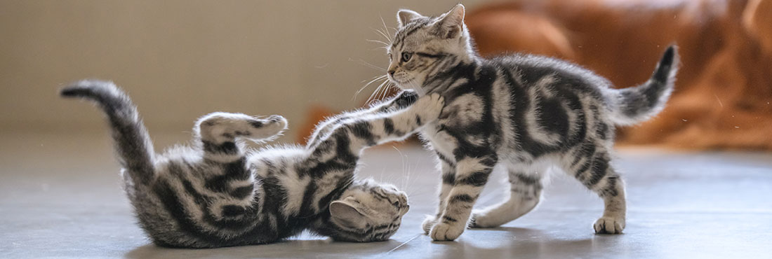 how to tell if cats are playing or fighting