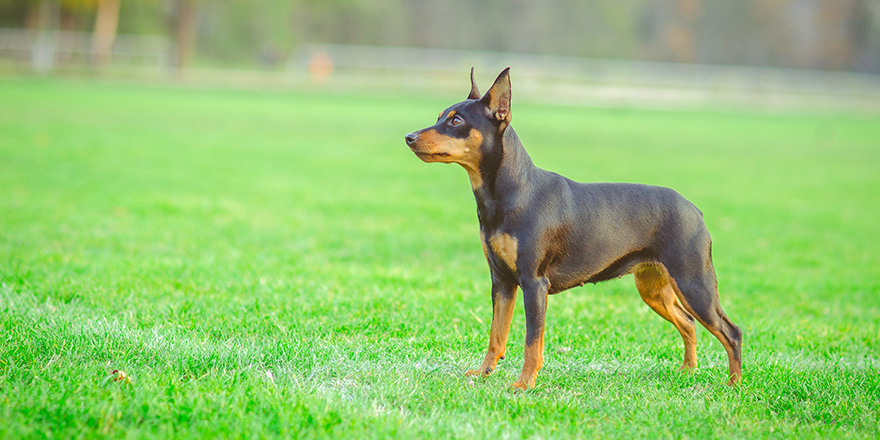 miniature pinscher dog standing at the lawn