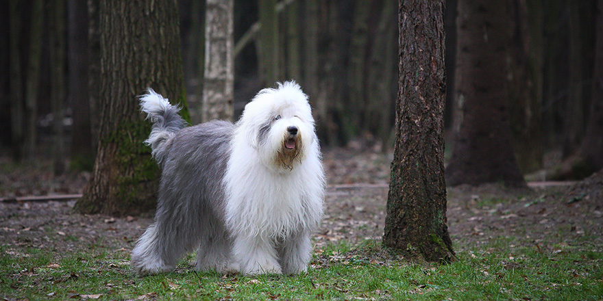 old english sheepdog bobtail