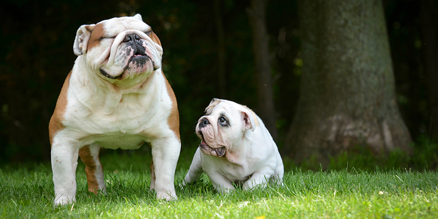 Adult and puppy bulldog are standing in the grass.