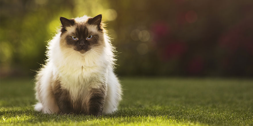 ragdoll kitty cat