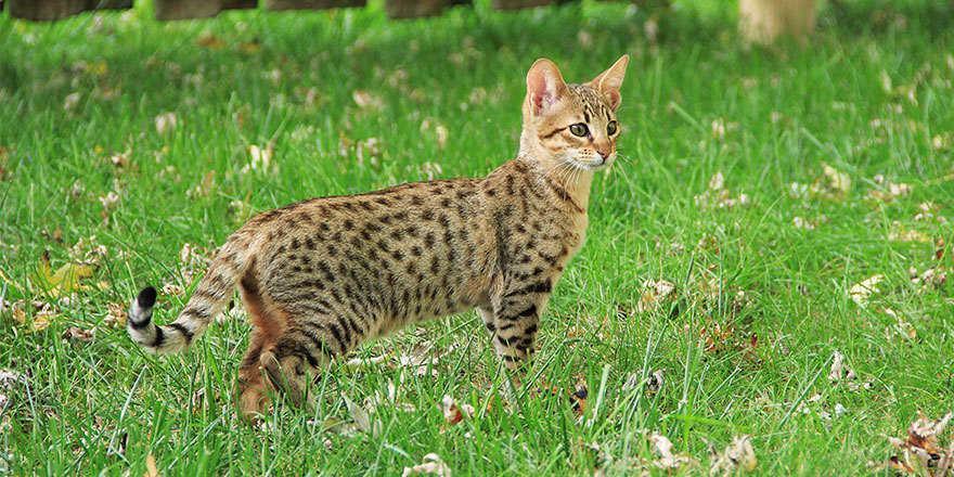 savannah cat