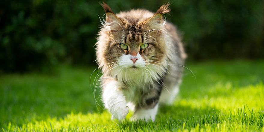 tabby white maine coon cat