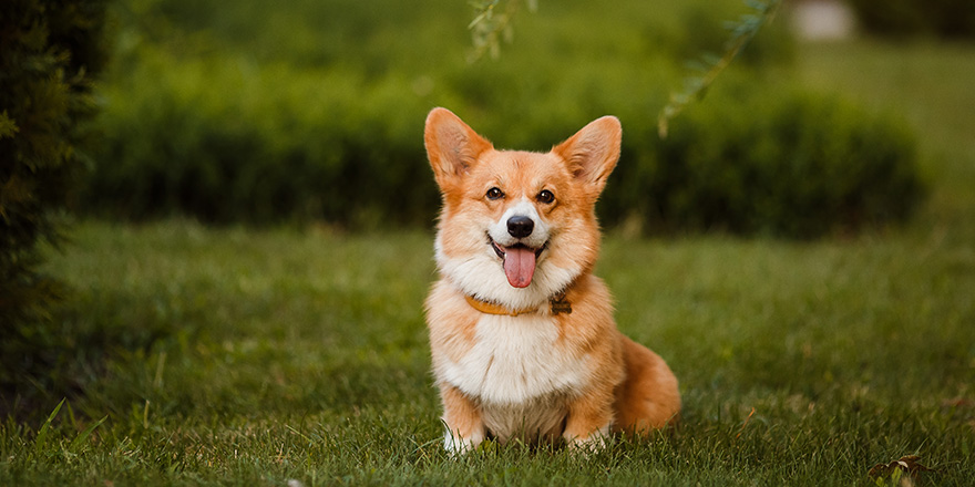 the Corgi dog sitting on the grass