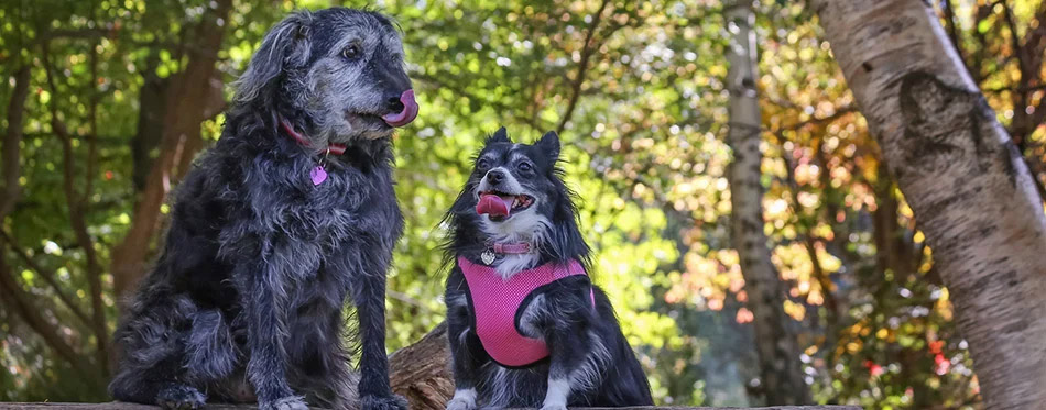 two dogs at park