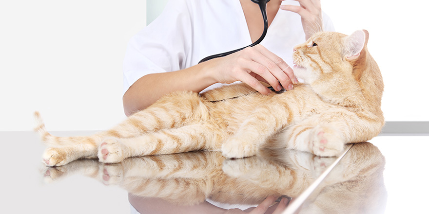 veterinarian doctor examining a ginger red cat on the table at vet clinic