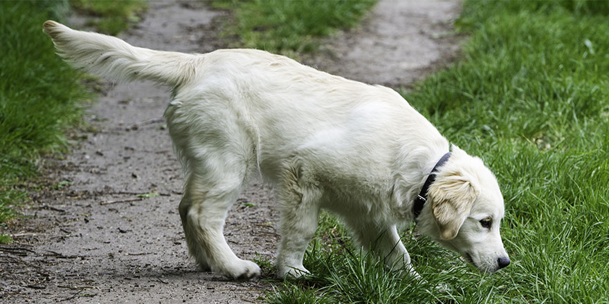 young Golden Retriever sniffing the ground