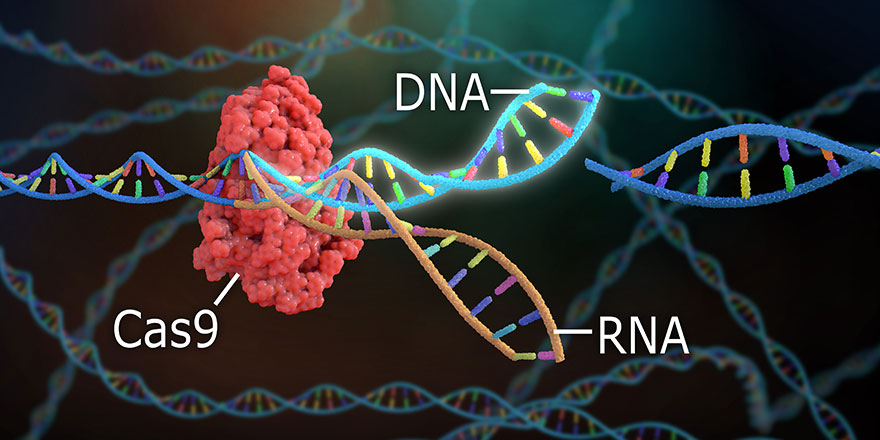3D Rendering of Crispr DNA Editing