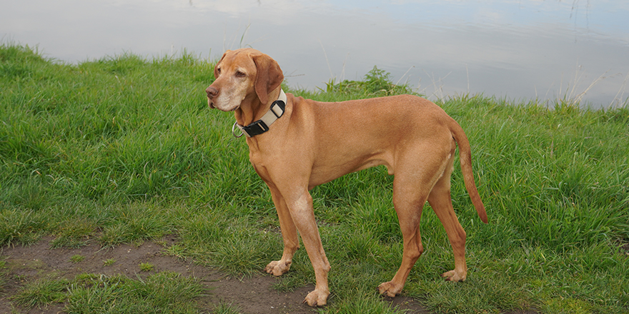 A Redbone Coonhound with collar and walks free beside canal, is an American breed of hunting dog.