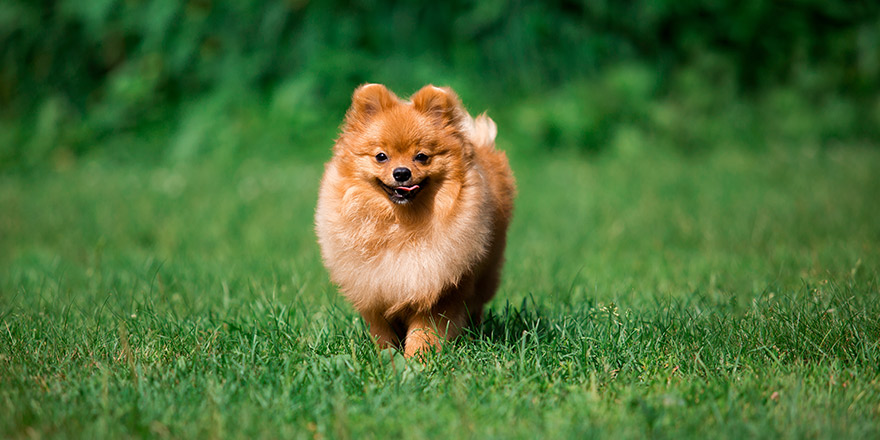 A cute cheerful Spitz runs on green grass across the field. Dog on the background of nature