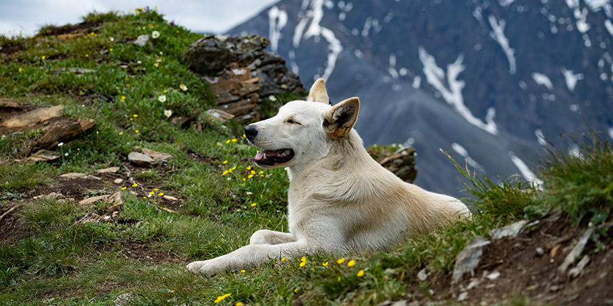A happy dog lies among the mountains
