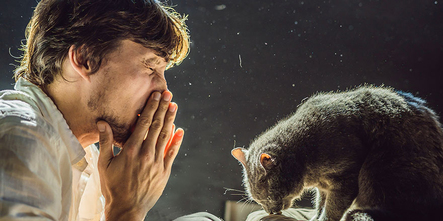 A man sneezes due to the fact that next to a cat.