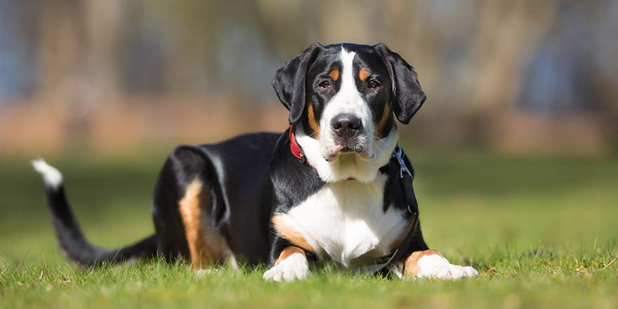 A purebred Grosser Schweizer Sennenhund dog without leash outdoors in the nature on a sunny day.