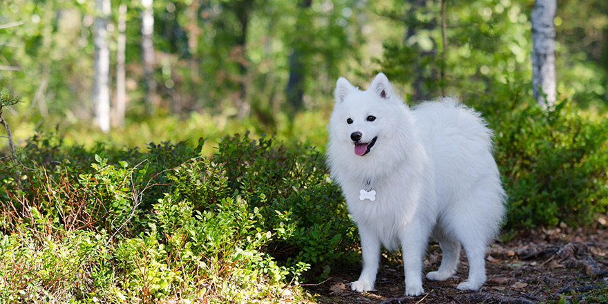 Adult japanese spitz in forest
