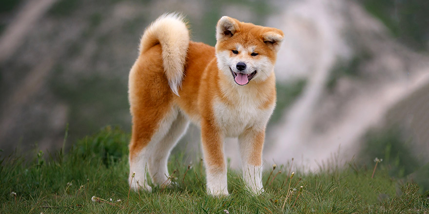 Akita