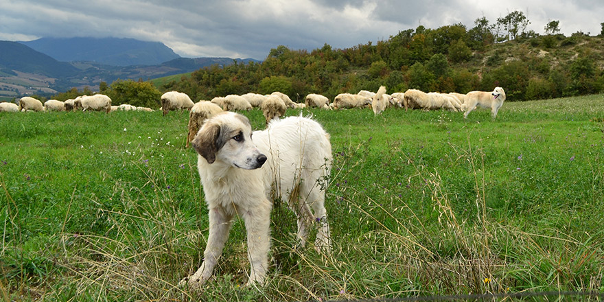 Anatolian sheepdog