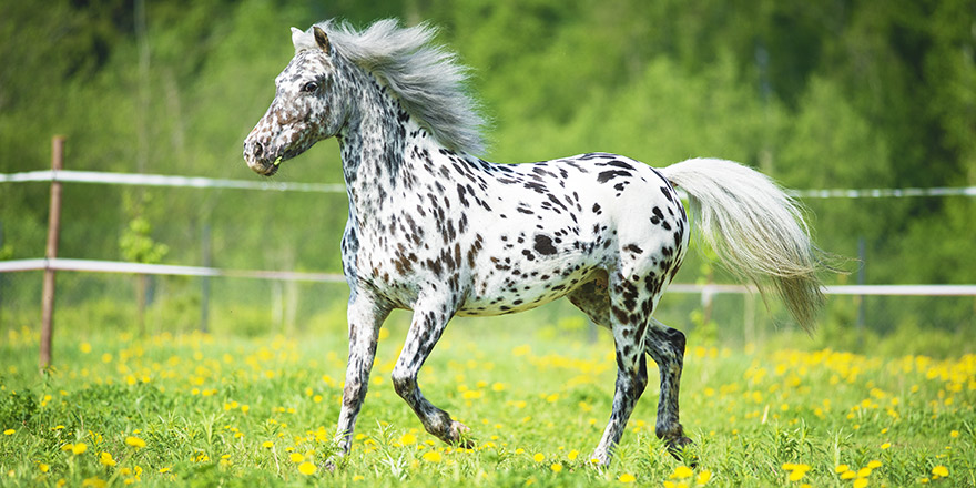 Appaloosa horse runs trot on the meadow in summer time