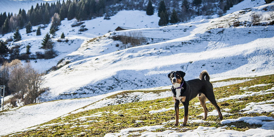 Appenzeller Mountain Dog