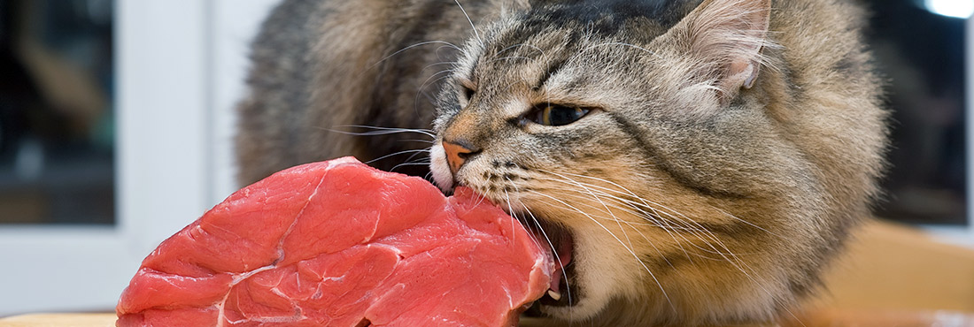 Are Cats Carnivores or Omnivores?