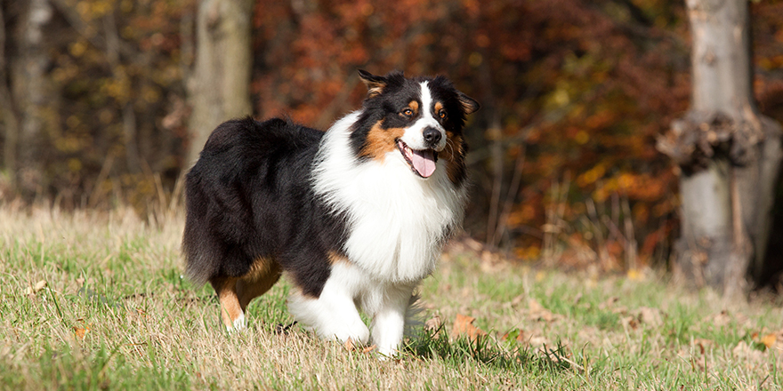 Australian Shepherd dog running through a meadow