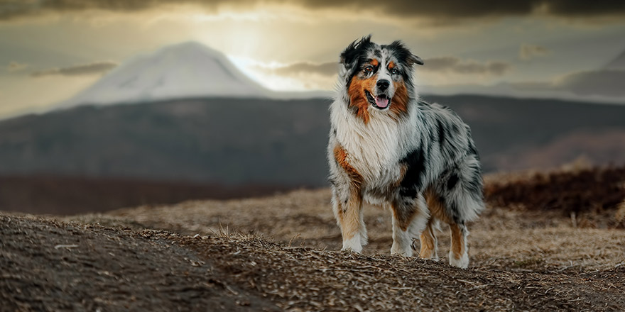 Australian shepherd dog on the background of the sunset in autumn