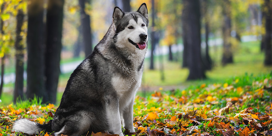 Beautiful Alaskan malamute dog sitting and looking with curiosity in autumn forest.