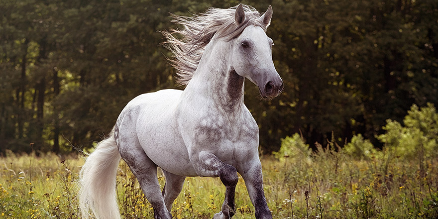 Beautiful Andalusian horse portrait in field