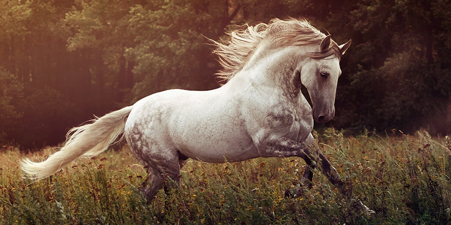 Beautiful Andalusian stallion