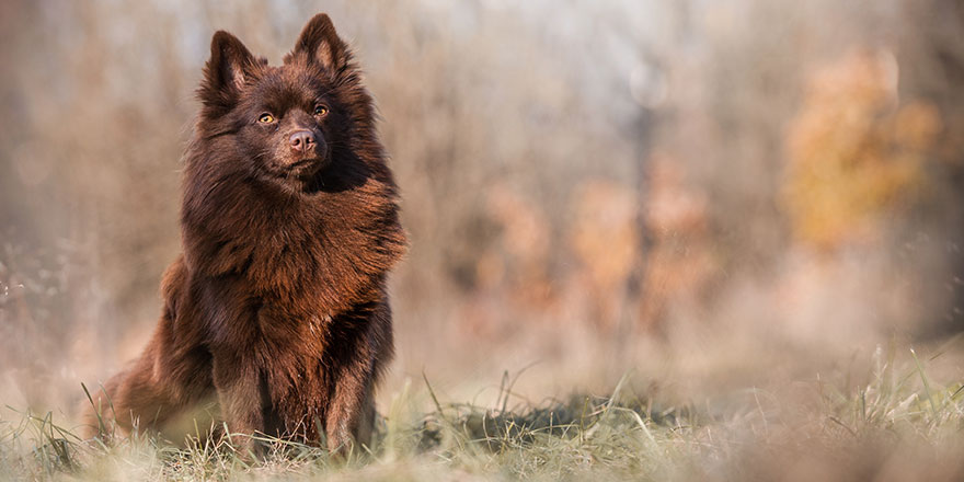 Beautiful Brown German Spitz dog sitting outdoor in the grass on an autumn afternoon.