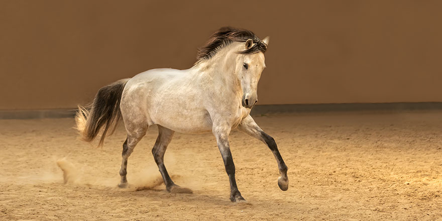 Beautiful Dapple Grey Andalusian Horse in sand during sunset