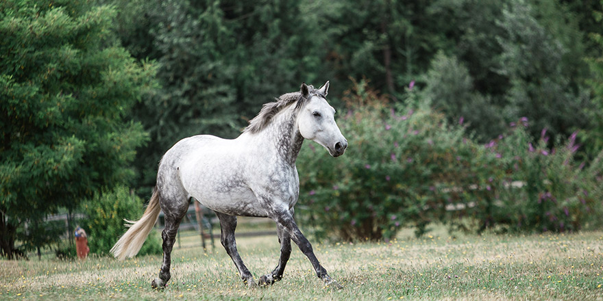 Beautiful Dappled Grey Horse in Pasture