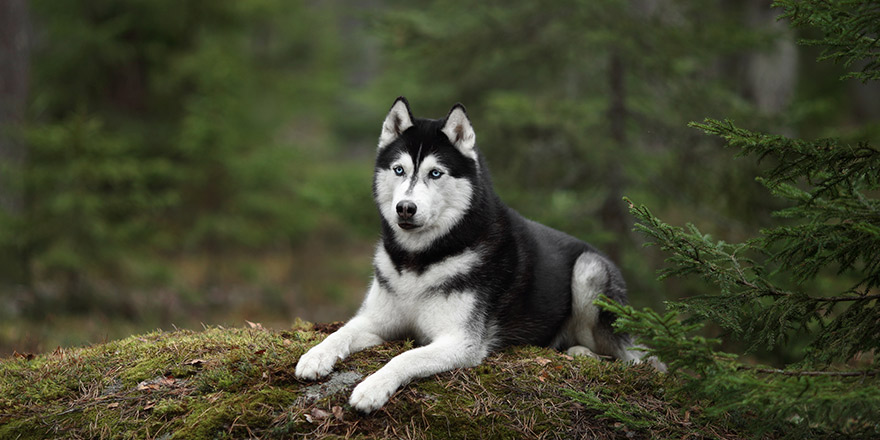 Beautiful Siberian Husky dog with blue eyes in the forest