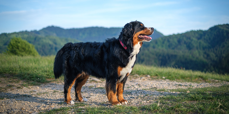 Bernese Mountain Dog in evening sun