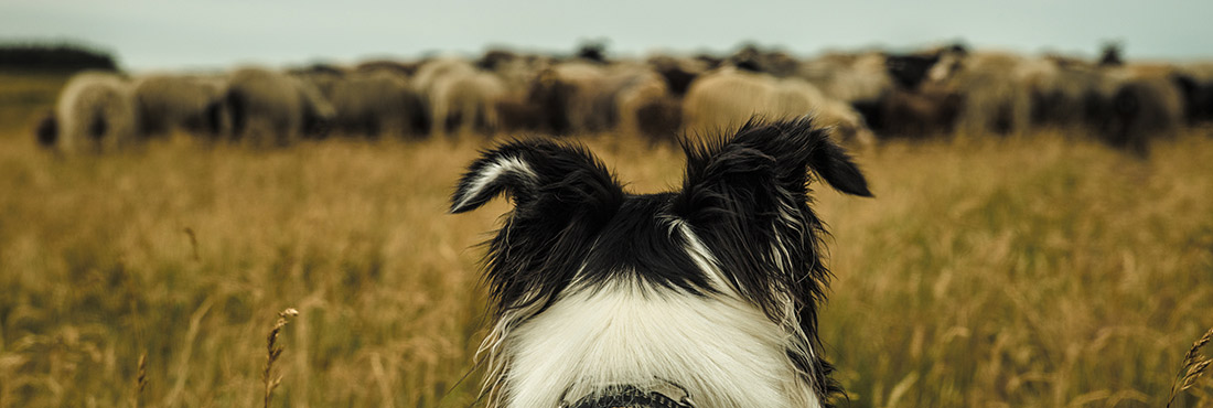 Best 10 Herding Dog Breeds