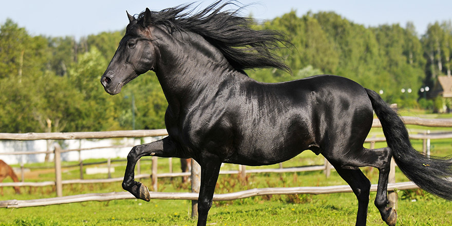 Black Andalusian horse runs trot