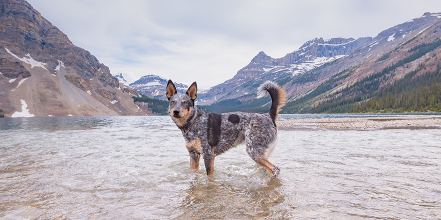 Blue Heeler Dog playing on the shores of Bow lake in the Canadian Rockies, Banff National Park Alberta