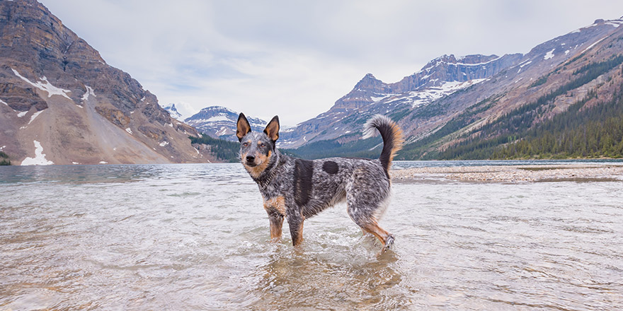 Blue Heeler Dog playing on the shores of Bow lake in the Canadian Rockies, Banff National Park Alberta