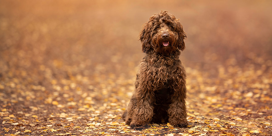 Brown Cockapoo side outdoors autumn fall colours