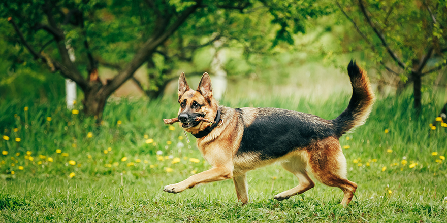 Brown German Shepherd Stick Chewing On Grass