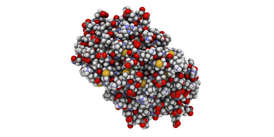 Cat allergen (Fel d 1) protein.