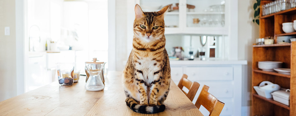 Cat at Kitchen