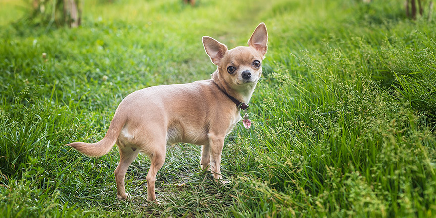 Chihuahua Girl looks nice in Nature