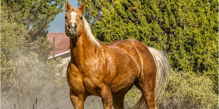 Chocolate Palomino Quarter Horse in Colorado