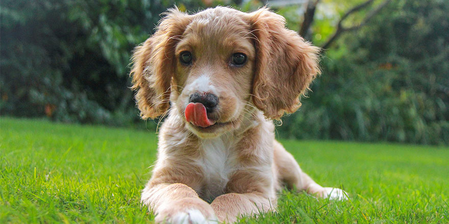 Cocker Spaniel Puppy Tongue