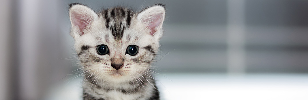 Could a hypoallergenic cat be possible thanks to scientific breakthroughs