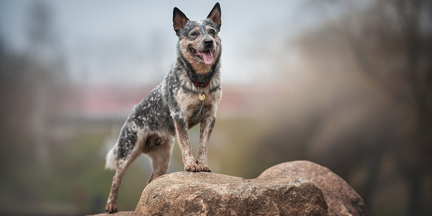 Cute Australian cattle dog standing with its front paws on the rocks against the background of a city park