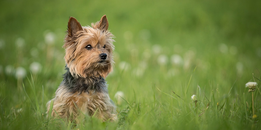 Cute Old Yorkshire Terrier Sitting In Green Grass With Dry Dandelions