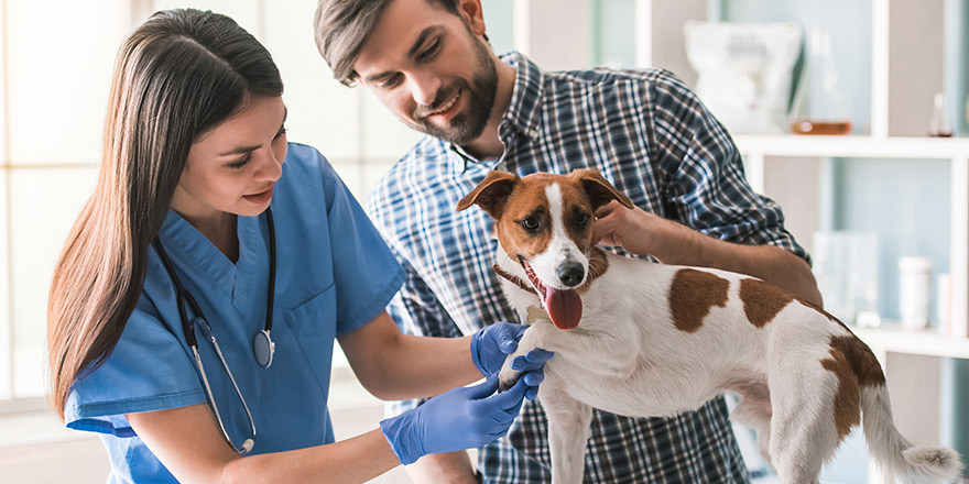 Cute dog is being examined by the beautiful female veterinarian, his handsome guardian is near