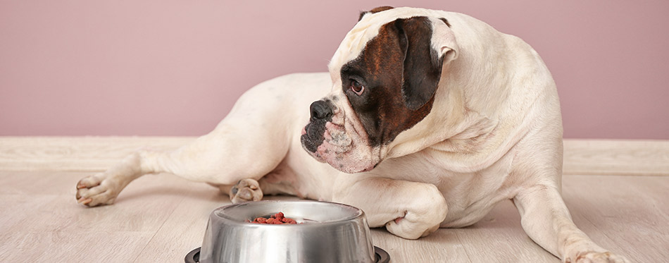 Cute funny dog near bowl with food at home