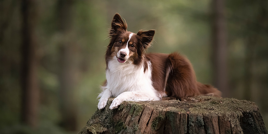 Cute miniature shepherd lying on a tree stem with forest in the background looking at the camera